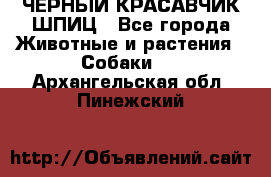 ЧЕРНЫЙ КРАСАВЧИК ШПИЦ - Все города Животные и растения » Собаки   . Архангельская обл.,Пинежский 